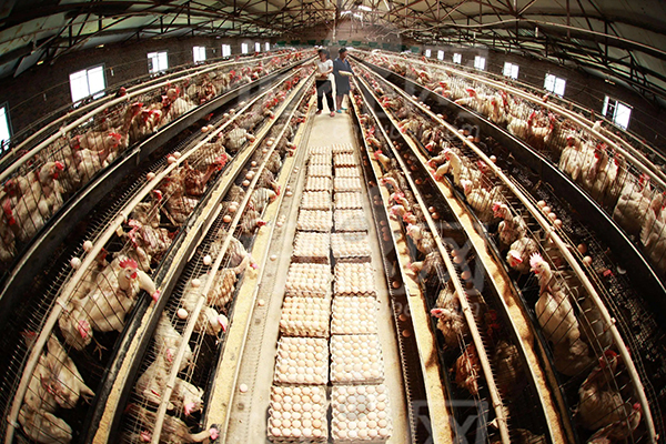 養(yǎng)殖場除臭設(shè)備要求 養(yǎng)殖場除臭設(shè)備有哪些？